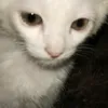qlwnh.m