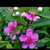 vn.l.anh75