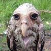 wet._.owl