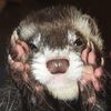 ferretbusybusiness