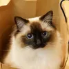 feinyao