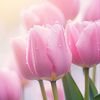 tulip_flower00