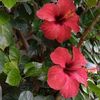 naturelove663
