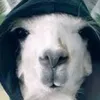 dankdoodlellamamc