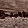 dmfnewfulltreephotograph