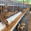 888Farm Puyuh Petelur Malang