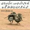 touseeftouseef655
