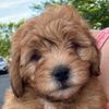 itsrocco2
