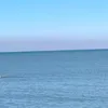 hrshysnts