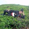 kmstha123