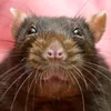 ratatouille_9499