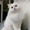 kittikittycaty