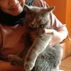 kucing pasar