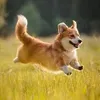 tndpxyz