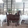 thaiphamvan498
