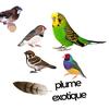 plume_exotique