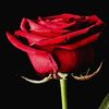 mdshamim3470517