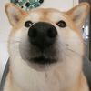 Mitsu the Shibster doge