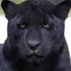 blackpanter199313