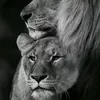 hou_____da___dak