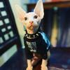 phoenyx_sphynx