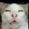 oyen_disini1
