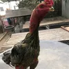 thangquandui7