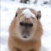 capybaraimuts1