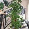 lindaseftiana541