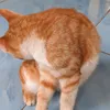 arnorezpectorbara