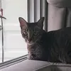 noomeawcat