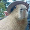 capybara9895443