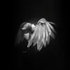 loul_skz