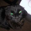 apollo_mean_black_cat