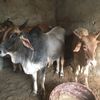 tachirmbay0