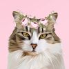 thelifeoftaylorthecat
