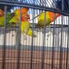 renez.bird.shop.t