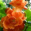 thao_xuan123