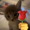 ishbaev702
