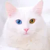 moon._.tail