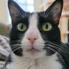 pennycat01