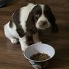 merlinthespringerspaniel