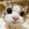 leohhmih