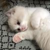 cuxecat