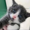 bigida_1