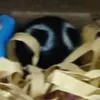 b.rat_56