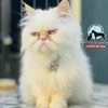 temitopecat