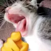 yukipastelcat