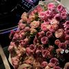 loza_ra0