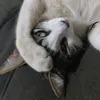 mah_alvxz